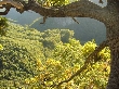 Db (Quercus L.) - rodzaj drzew, rzadziej wysokich krzeww zaliczony do rodziny bukowatych (Fagaceae Dumort.). Naley do niego ok. 600 gatunkw wystpujcych prawie wycznie w strefie umiarkowanej pkuli pnocnej oraz w wyszych partiach gr strefy tropikalnej. Najdalej na poudnie wystpuj na Wyspach Sundajskich.
